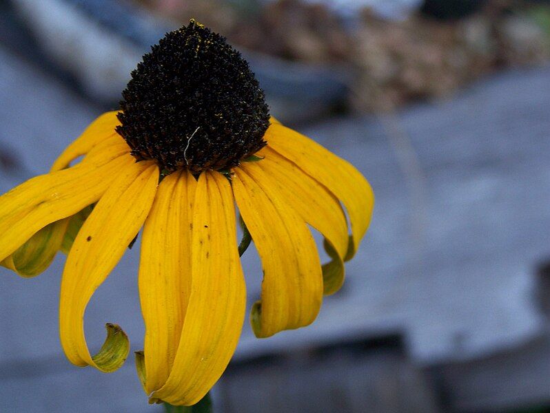 File:Black-Eyed Susan.jpg