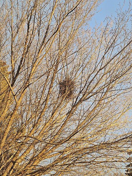 File:Black-billed Magpie nest.jpg