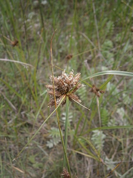 File:Bolboschoenus maritimus 002.JPG