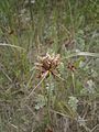 Bolboschoenus maritimus