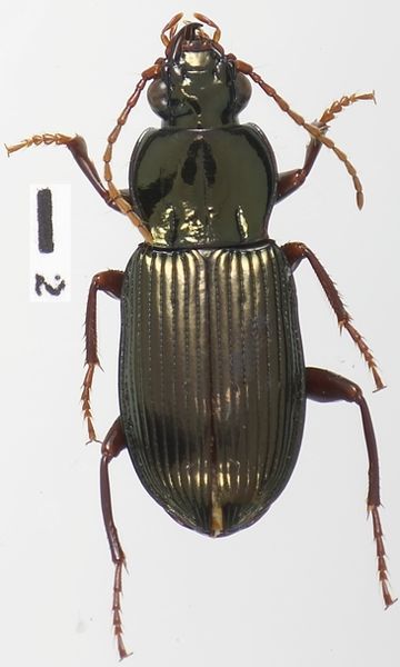 File:Bothynoproctus mattoensis.jpg