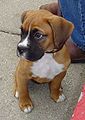 Boxer puppy