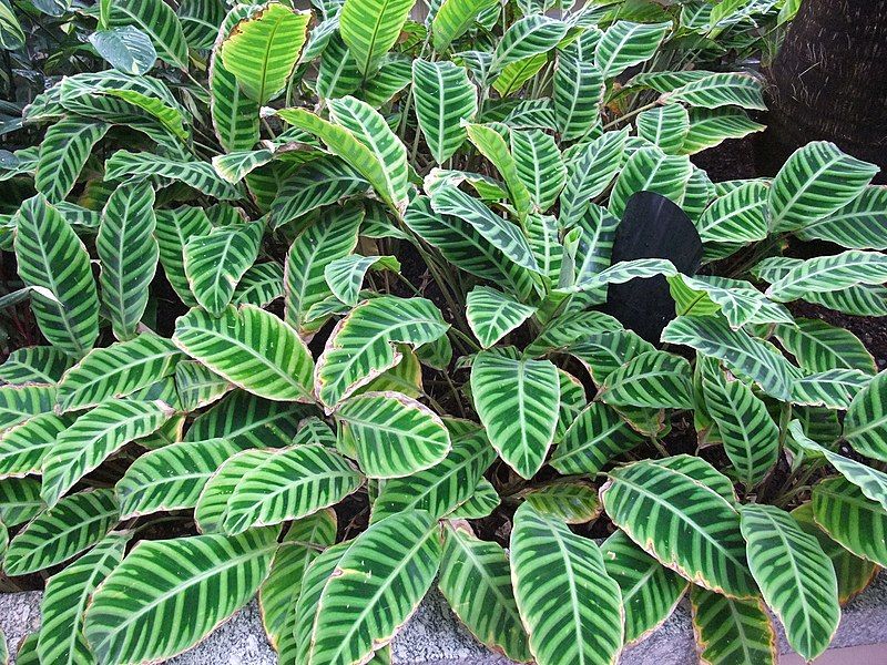 File:CalatheaZebrina.jpg