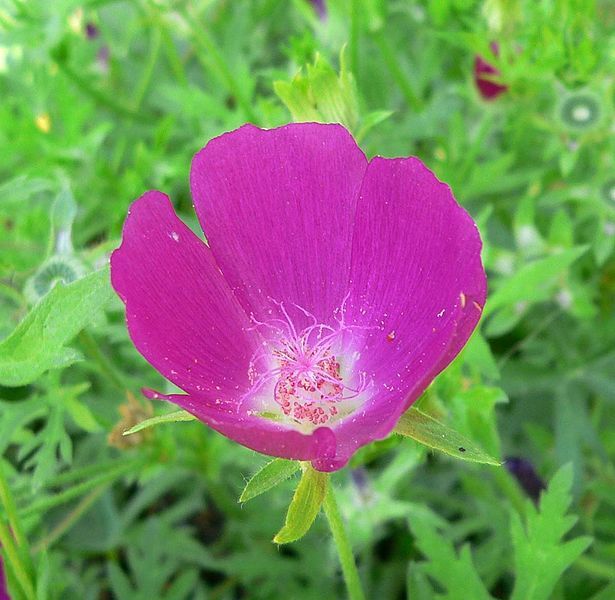 File:Callirhoe involucrata 1.jpg