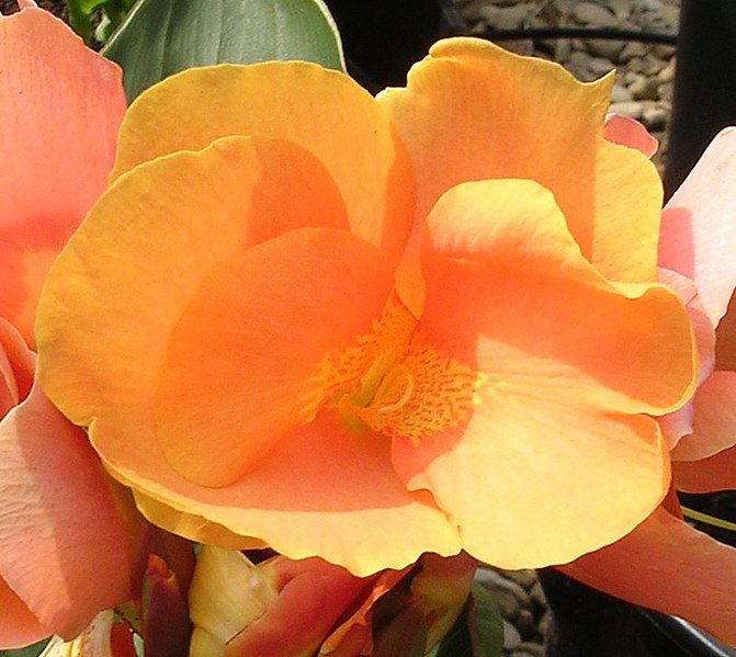 File:Canna Oberon 02.JPG