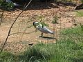 Caspian Tern