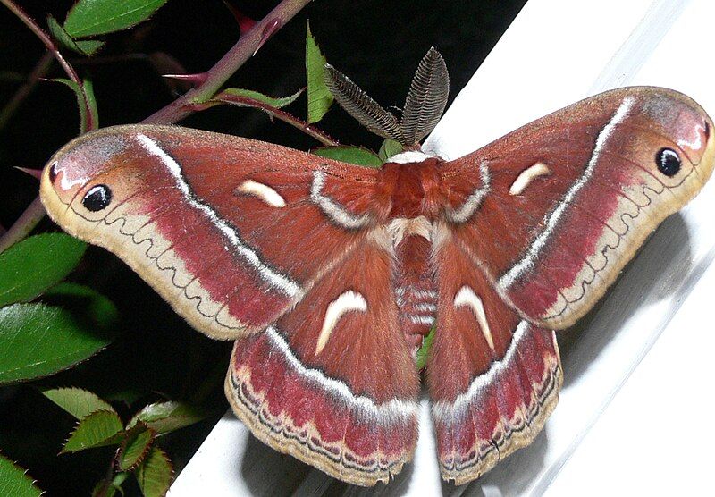 File:Ceanothus Moth.jpg