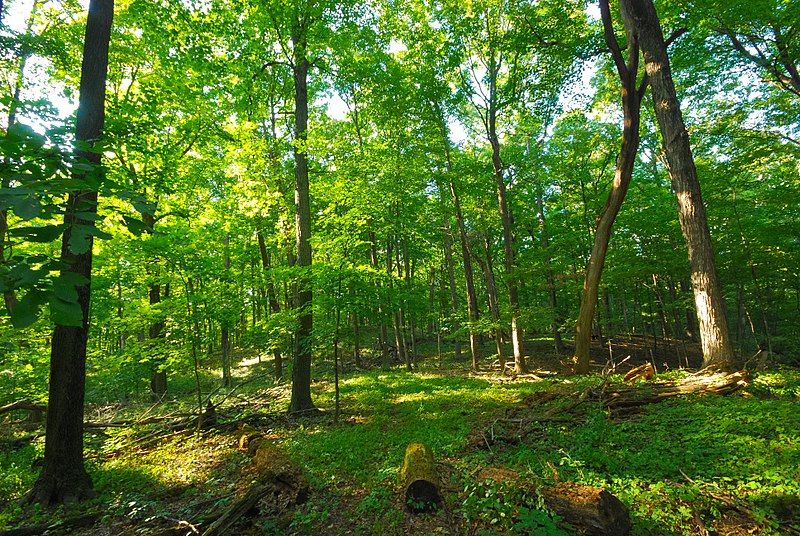 File:Cedarburg Beech Woods.jpg