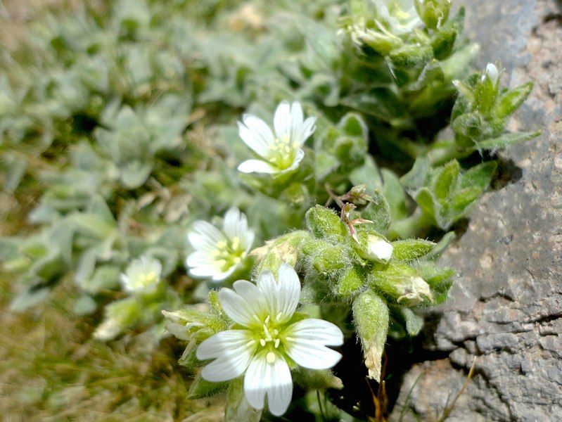 File:Cerastium tolucense.jpg