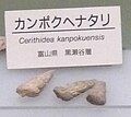 Ceruthidea kanpokuensis