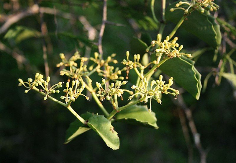 File:Cissus rotundifolia 3.jpg