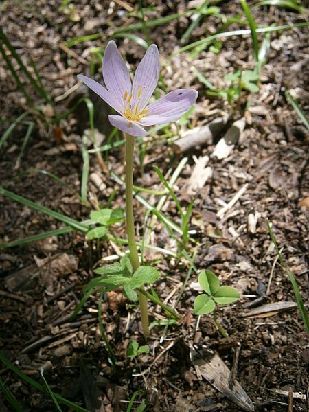 File:Colchicum alpinum 01.jpg