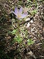 Colchicum alpinum in the Grandes Rousses