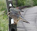 Common Kestrel 2