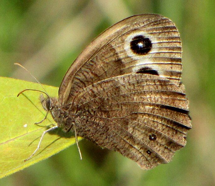 File:Common Wood-nymph, ventral.jpg