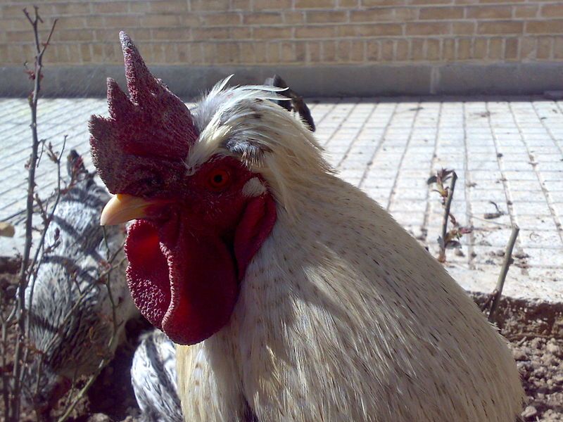 File:Crested Rooster.jpg