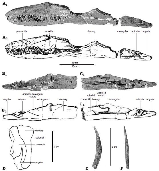 File:Cryonectes.jpg