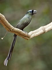 A long tailed treepie with greenish plumage