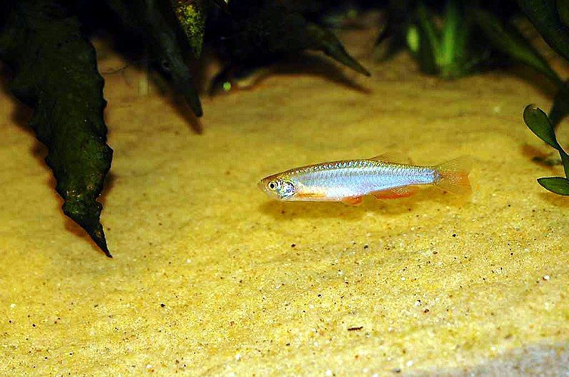 File:Danio albolineatus.jpg