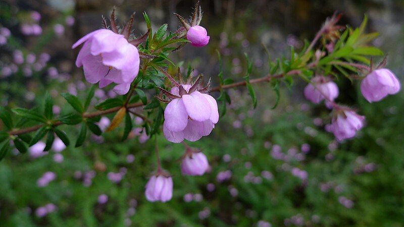 File:Dog Rose (6243439028).jpg