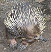 Short-beaked Echidna digging in sand for termites