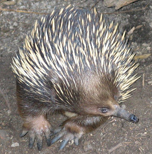 File:Echidna ST 03.jpg