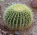 Echinocactus grusonii