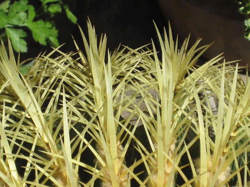 File:Echinocactus grusonii 12.JPG