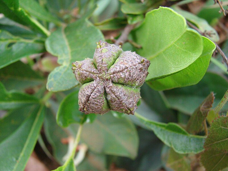 File:Esenbeckia pumila.jpg