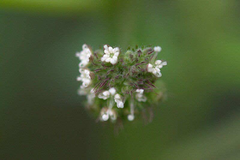 File:Fatoua flower head.jpg