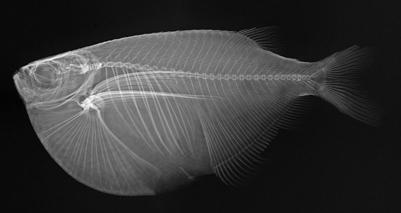 File:Gasteropelecus maculatus X-ray.jpg