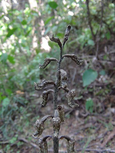 File:Gastrodia cooperae2.jpg