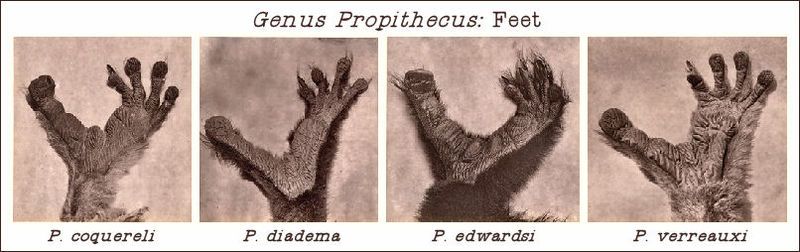 File:Genus Propithecus Feet.jpg