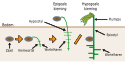 File:Germination-nl.svg