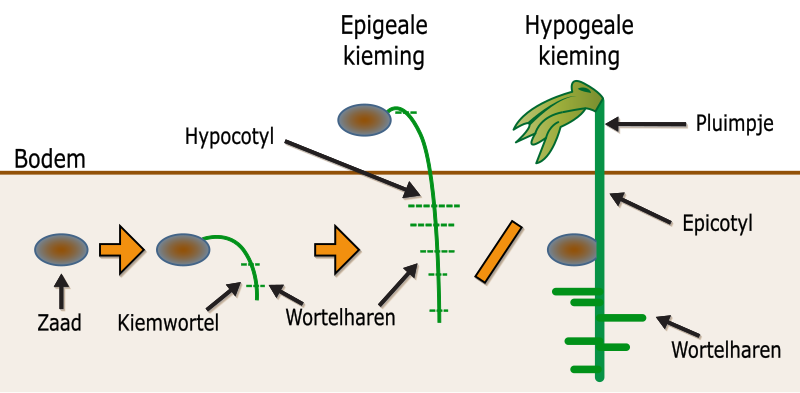 File:Germination-nl.svg