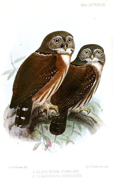 File:GlaucidiumPumilumGriseicepsKeulemans.jpg