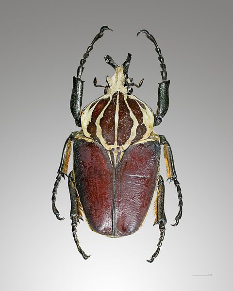 File:Goliathus goliatus dos.jpg