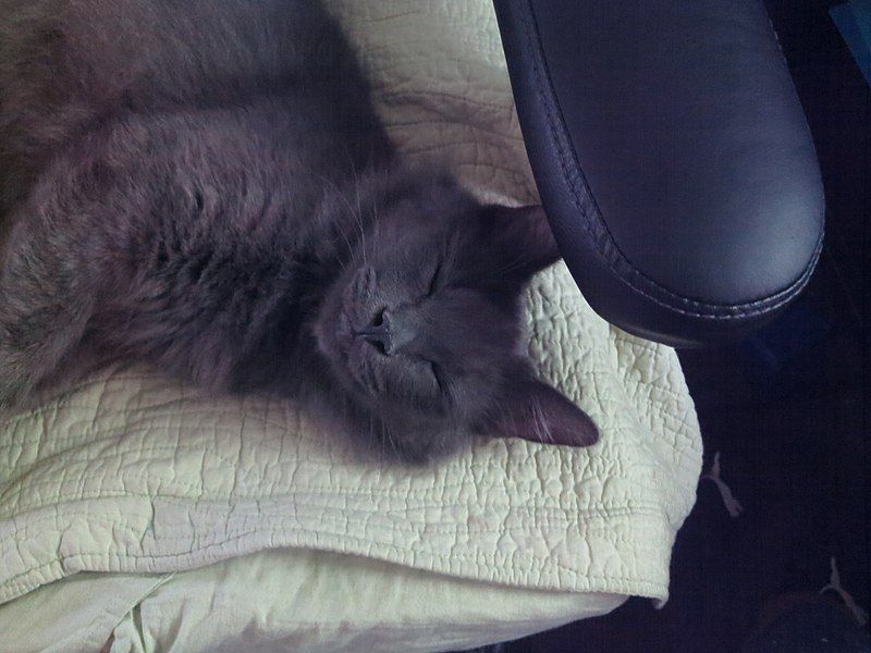 File:Gray-cat-sleeping-on-chair.jpg