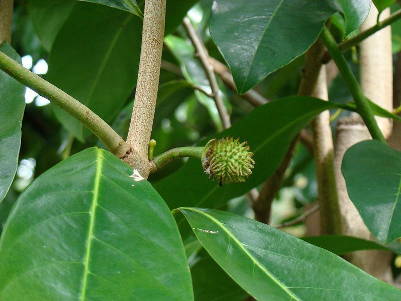 File:Guanabana03 Joyner Asit.jpg