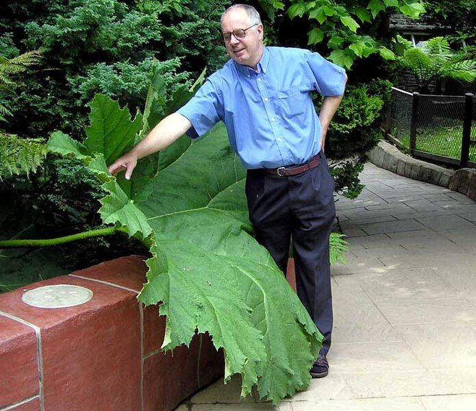 File:Gunnera.manicata.arp.750pix.jpg