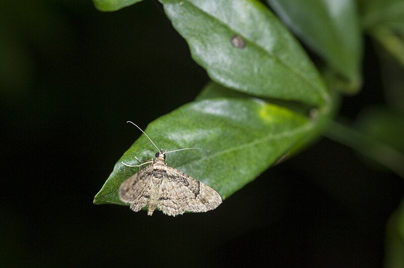 File:Gymnoscelis tristrigosa (27254674406).jpg