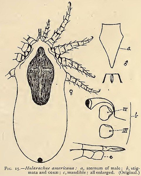 File:Halarachne americana (cropped).jpg