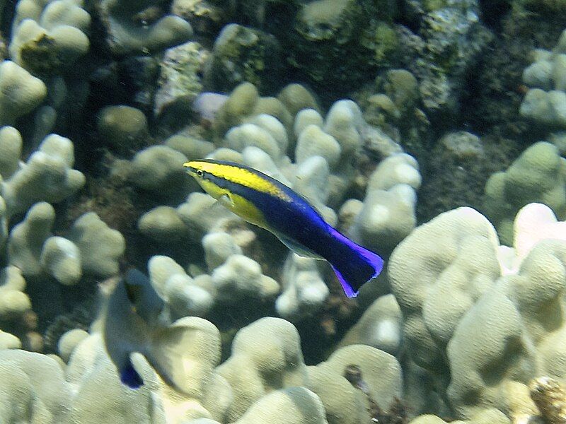 File:Hawaiian cleaner wrasse.jpg