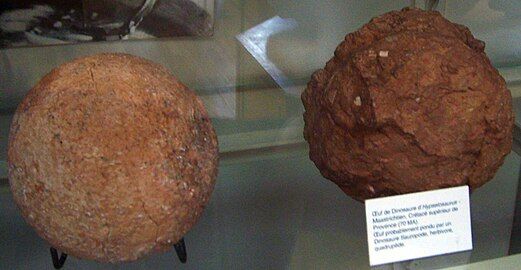 Hypselosaurus eggs, Muséum national d'histoire naturelle, Paris