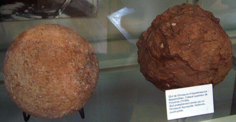 File:Hypselosaurus eggs.jpg