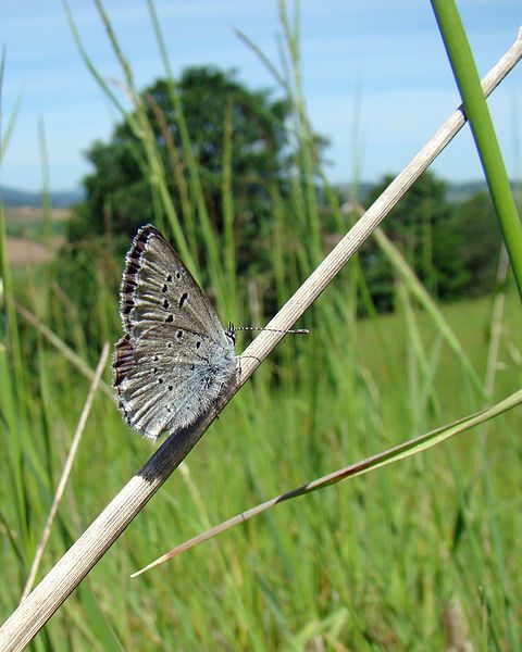 File:Icaricia icarioides fenderi.jpg