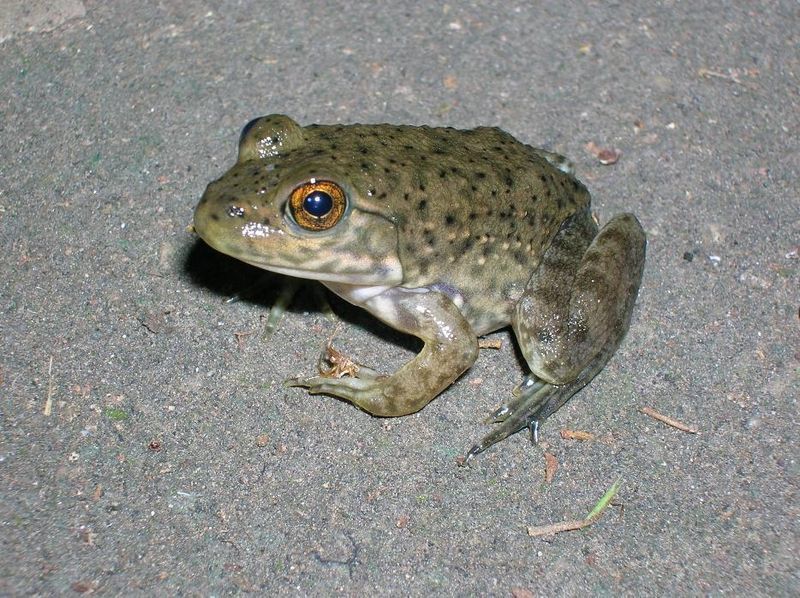 File:Juvenile bullfrog.JPG