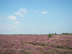 Lüneburg Heath, an anthropogenic heath in Lower Saxony, northern Germany