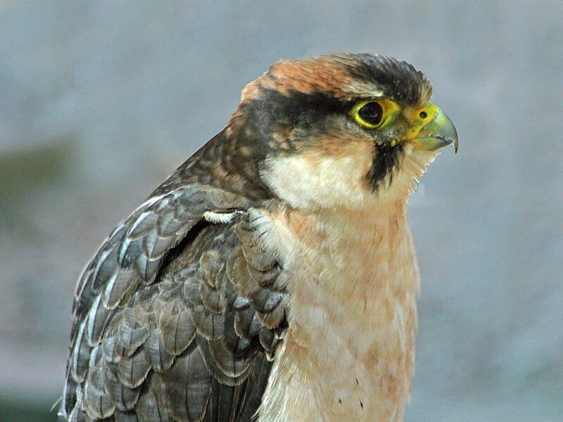 File:Lanner Falcon RWD.jpg