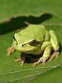 Image 21European treefrog (Hyla arborea) (from Tree frog)